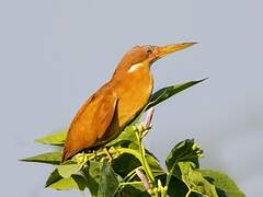 Cinnamon Bittern