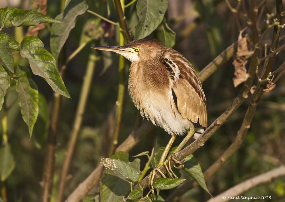 Yellow Bittern