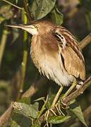 Yellow Bittern