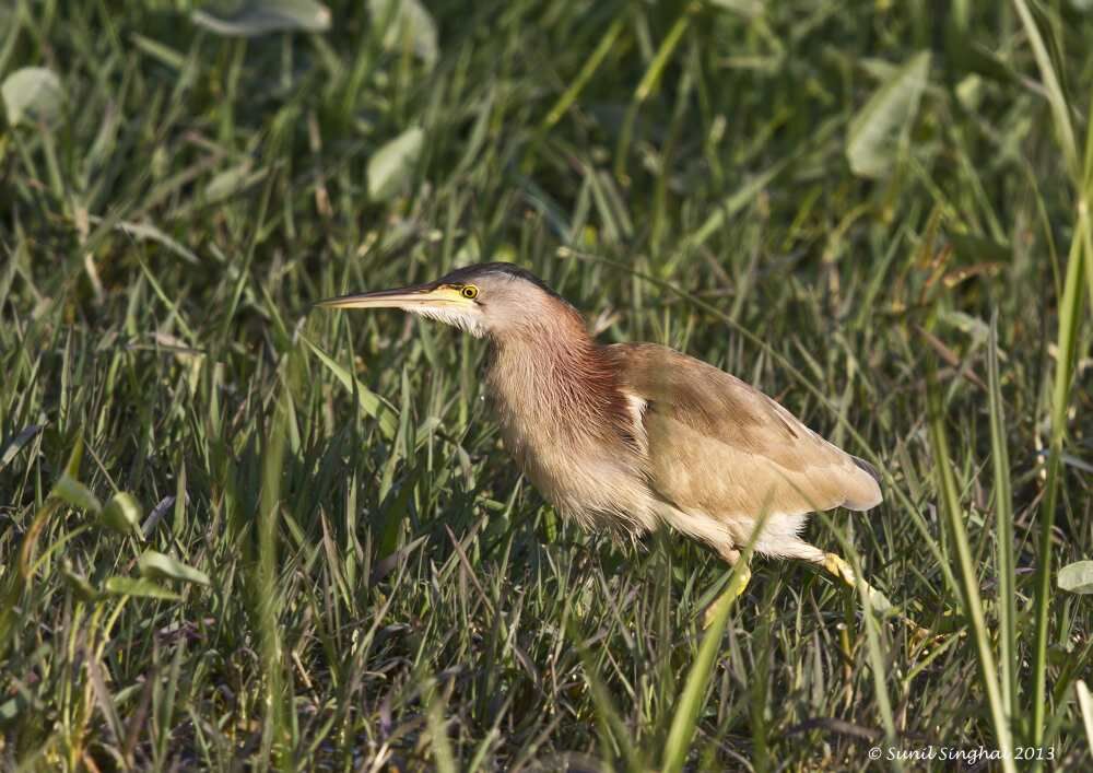 Yellow Bittern