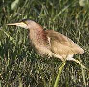 Yellow Bittern