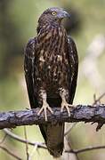 Crested Honey Buzzard