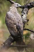 Crested Honey Buzzard