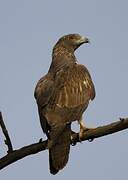 Crested Honey Buzzard