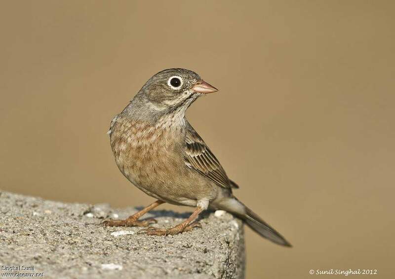 Greynecked Bunting Emberiza buchanani Second year sisu136627