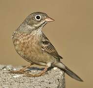 Grey-necked Bunting