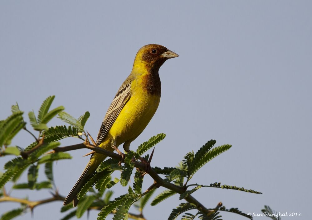 Red-headed Bunting