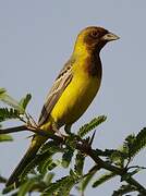 Red-headed Bunting