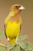 Red-headed Bunting