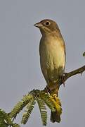 Red-headed Bunting