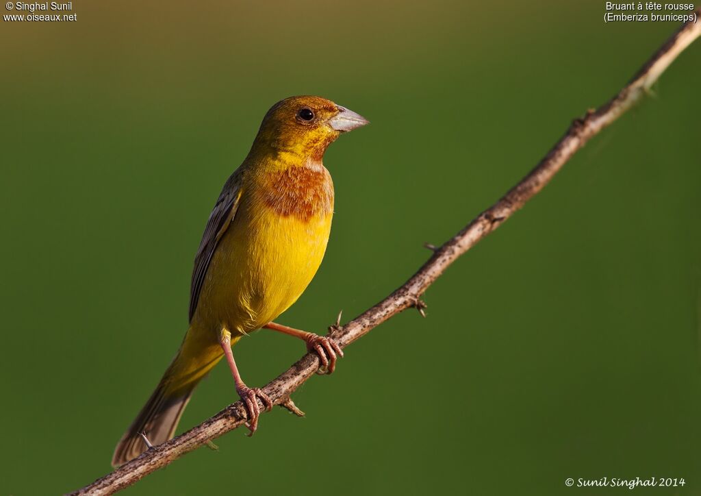 Red-headed Bunting male adult, identification