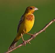 Red-headed Bunting