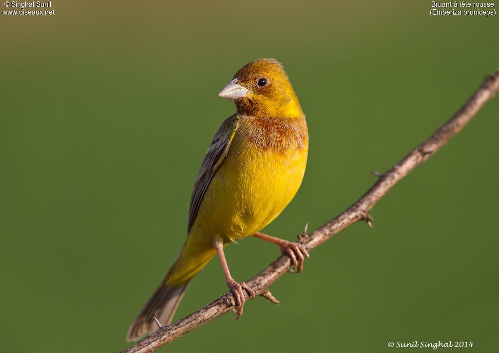 Red-headed Bunting male adult, identification