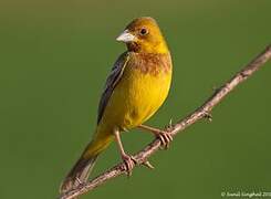 Red-headed Bunting