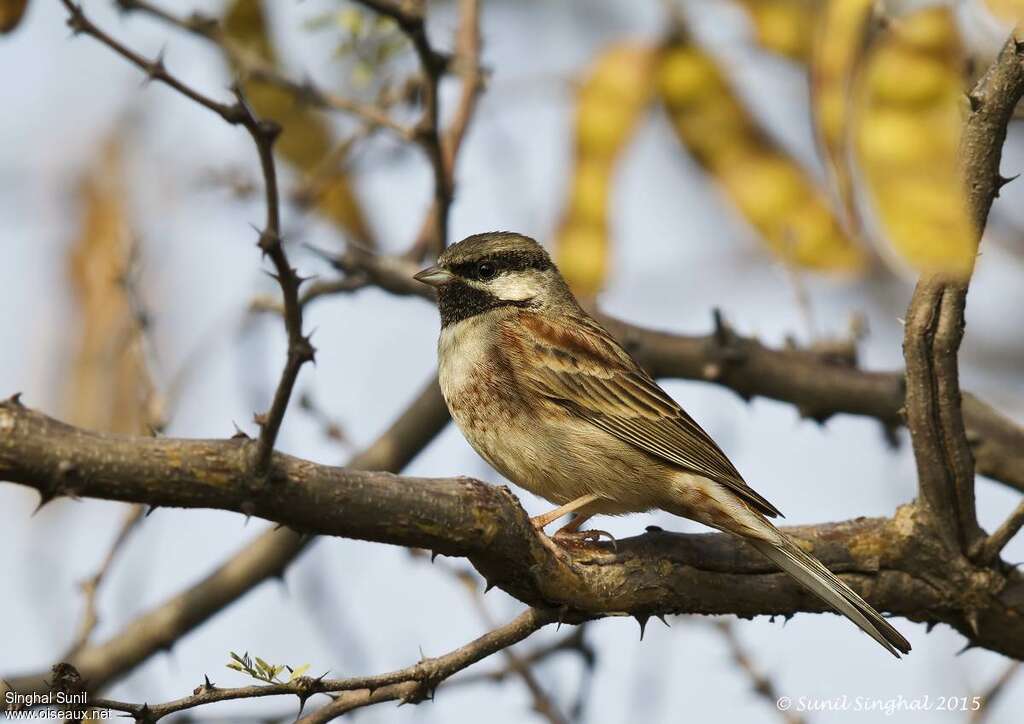 White-capped Bunting male adult, identification