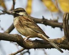 White-capped Bunting