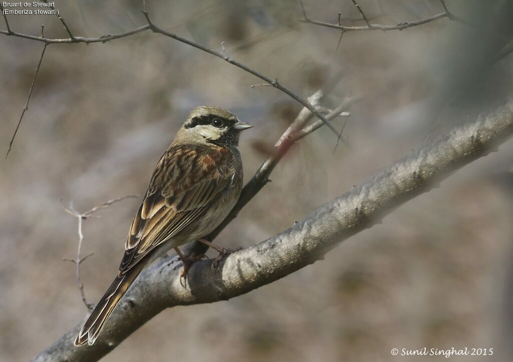 Bruant de Stewart mâle adulte, identification