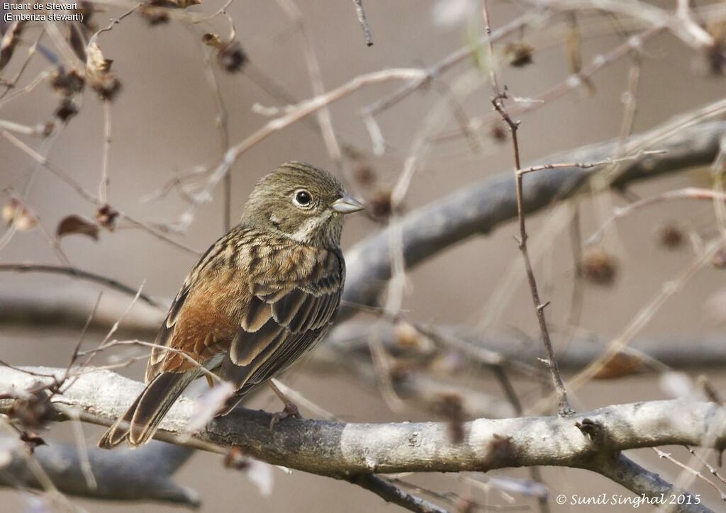 White-capped Bunting female adult, identification