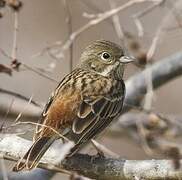 White-capped Bunting