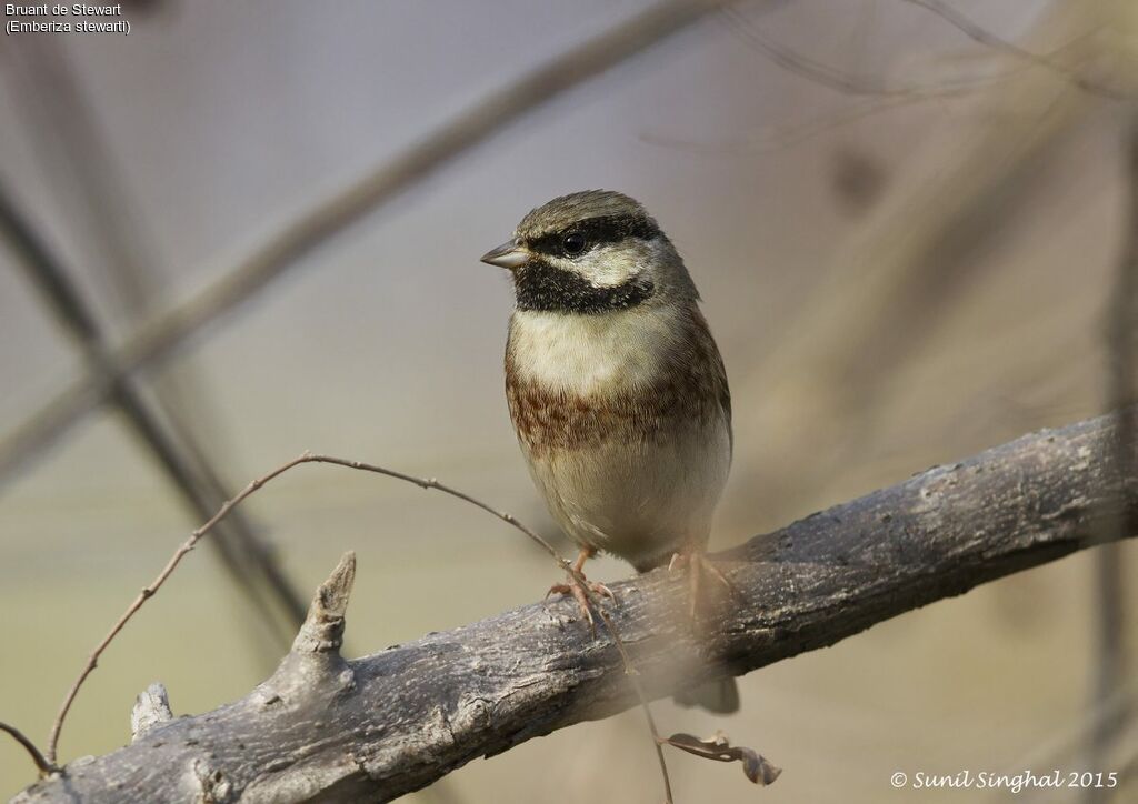 White-capped Bunting male adult, identification