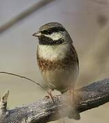 White-capped Bunting