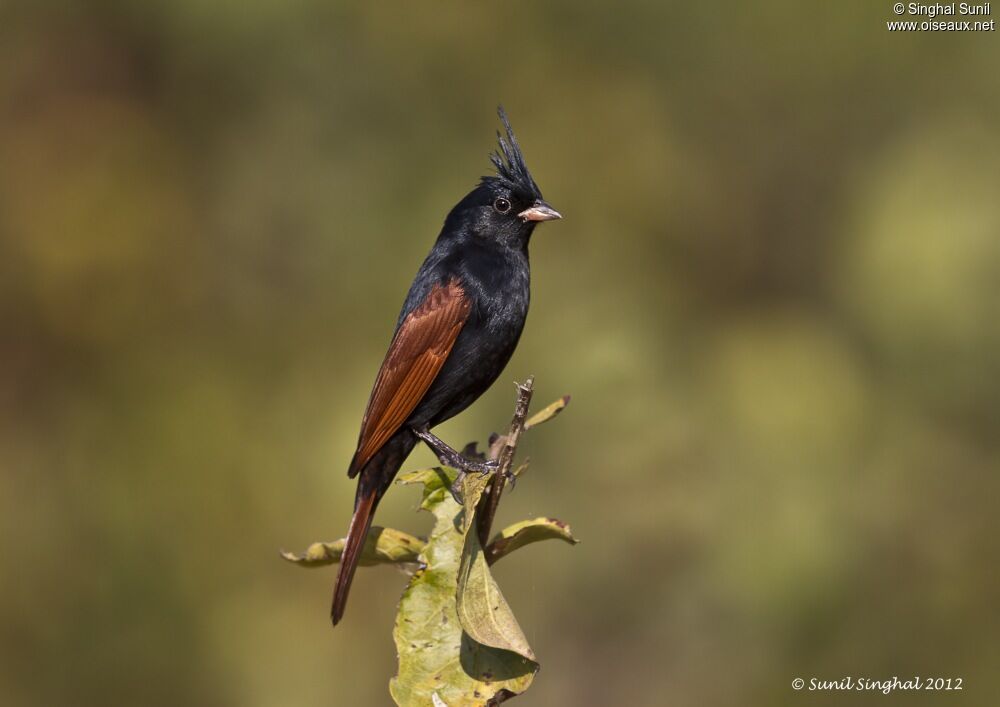 Crested Bunting