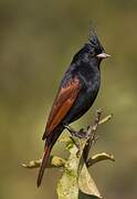 Crested Bunting