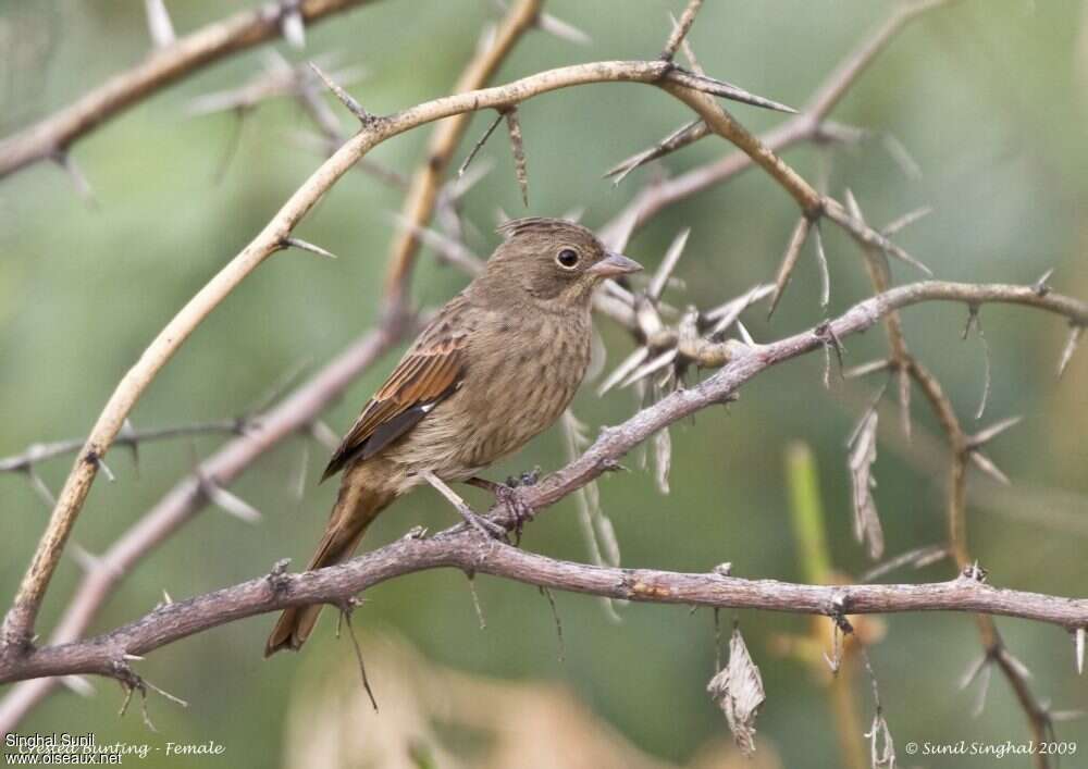 Bruant huppé femelle adulte, habitat