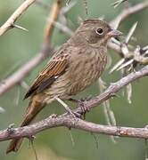 Crested Bunting