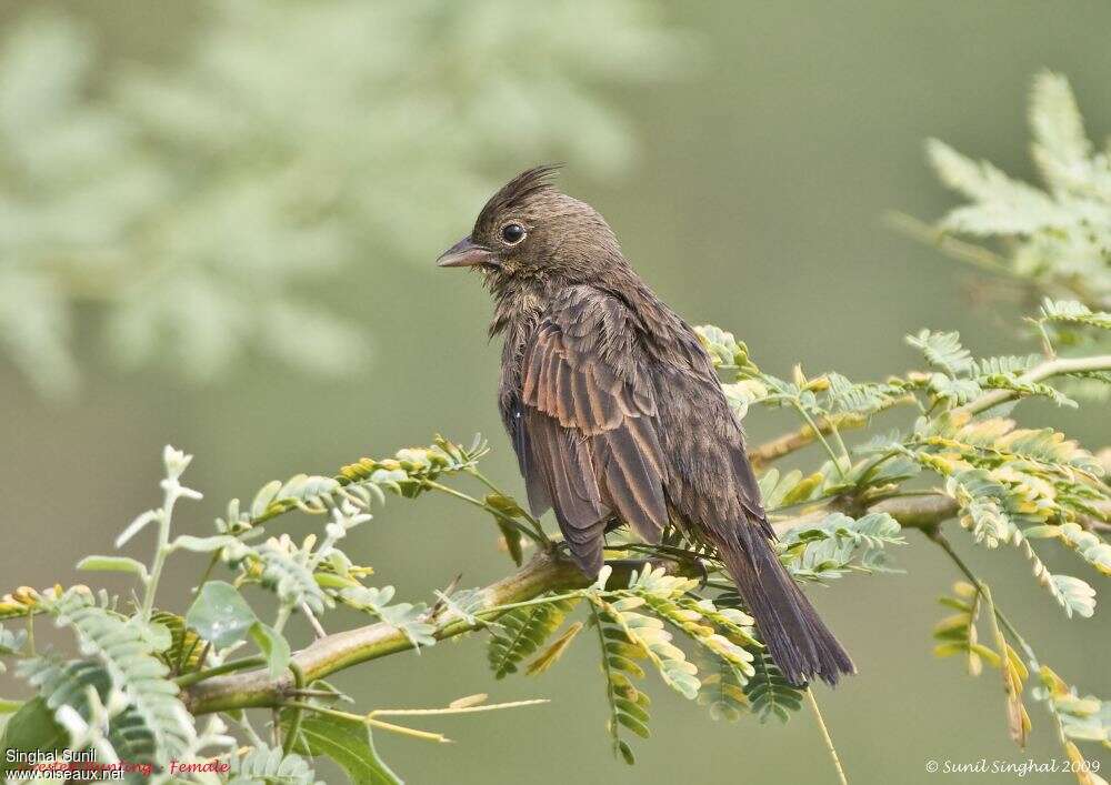 Crested Bunting female adult, Behaviour