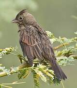 Crested Bunting