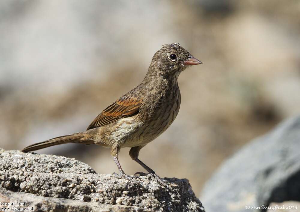 Crested Bunting female adult, identification