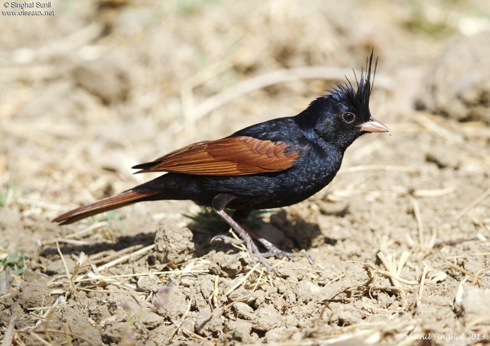 Bruant huppé mâle adulte, identification