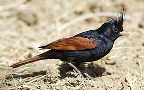 Crested Bunting