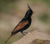 Crested Bunting