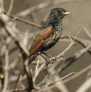 Crested Bunting