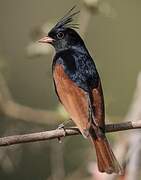 Crested Bunting