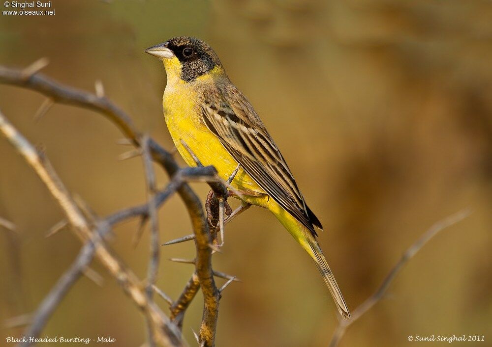 Black-headed Bunting male adult, identification