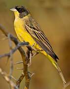 Black-headed Bunting