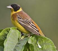 Black-headed Bunting