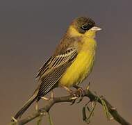 Black-headed Bunting