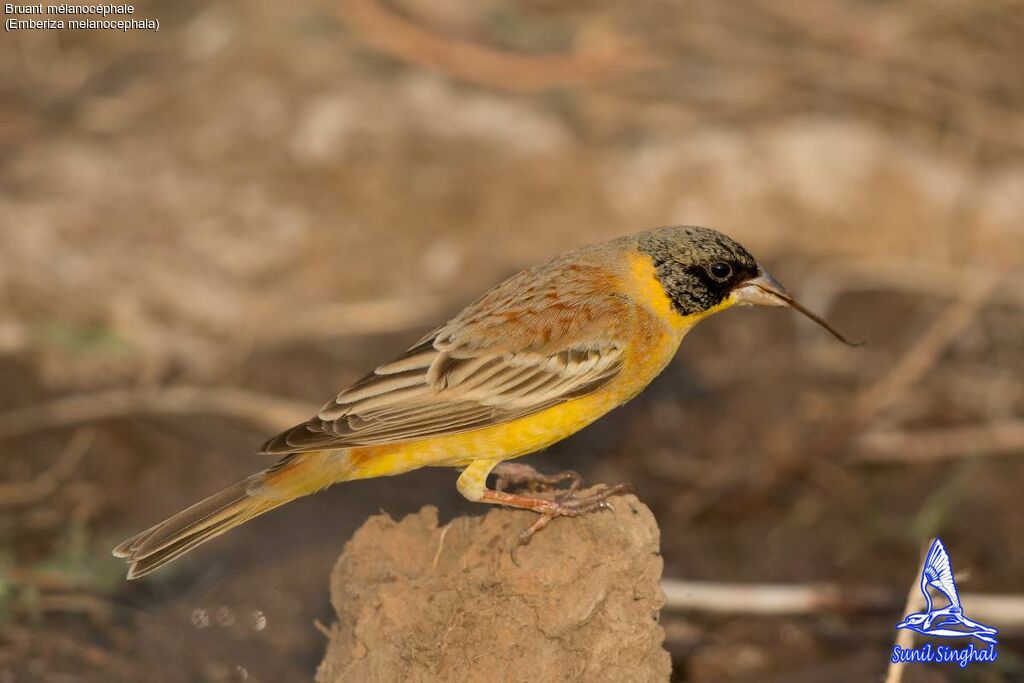 Black-headed Bunting, identification, close-up portrait, eats