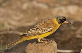 Black-headed Bunting