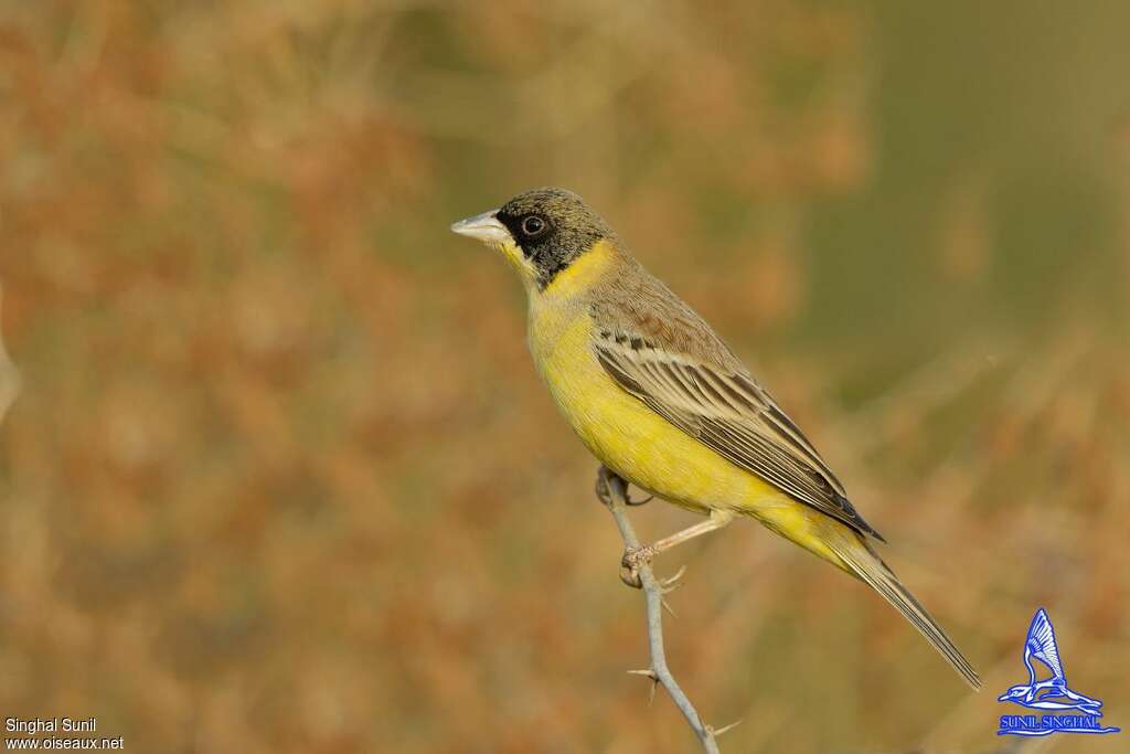 Black-headed Bunting male adult post breeding, identification