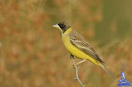 Black-headed Bunting