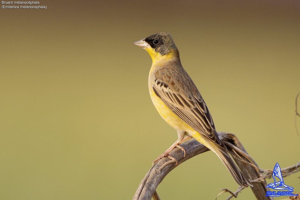 Black-headed Bunting