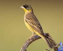 Black-headed Bunting