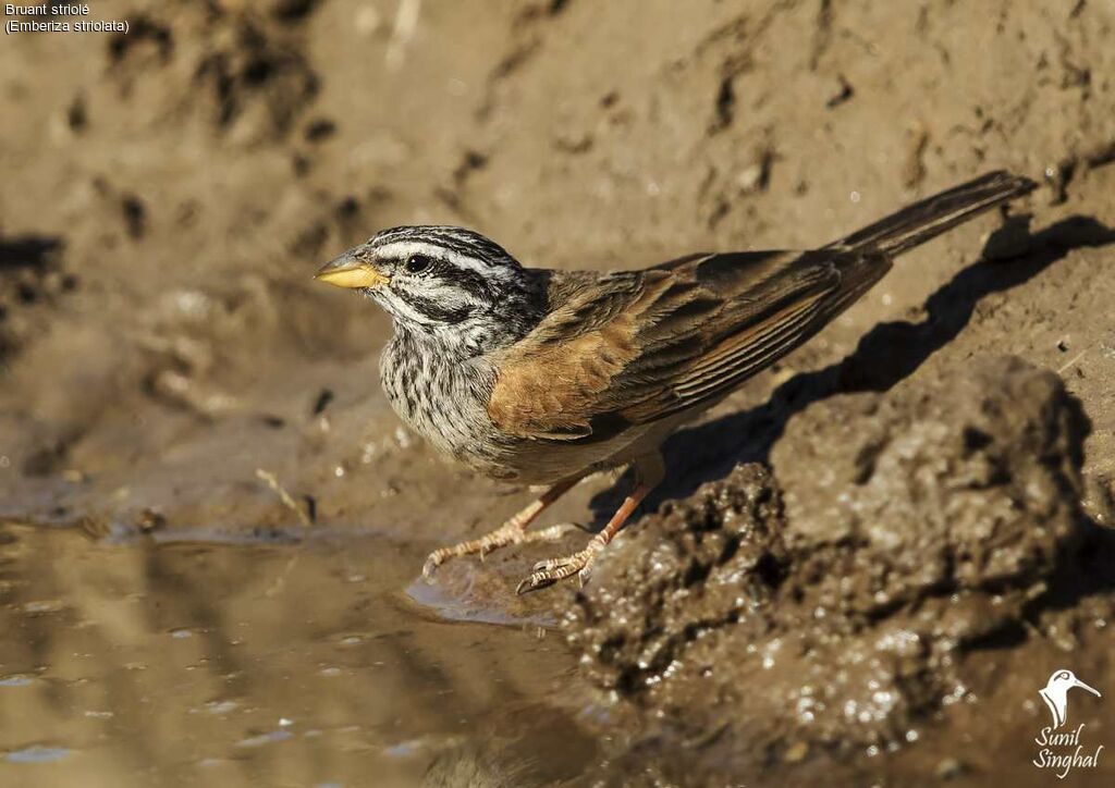 Striolated Buntingadult, identification