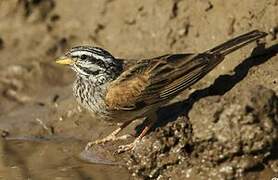 Striolated Bunting