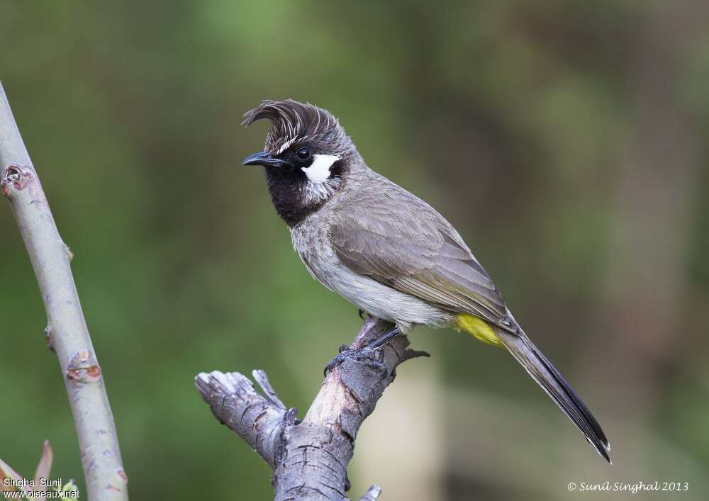 Bulbul à joues blanchesadulte, identification